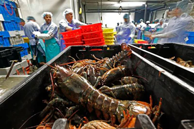 Mnet 152017 Lobsterprocessing Listing 0