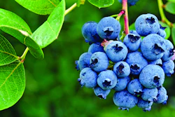 Mnet 152058 Blueberry 1280x512