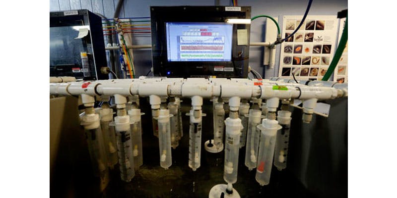 An intricate complex of tubes, pipes and sensors control the levels of CO2, temperature and oxygen in individual containers holding Dungeness crab larvae in NOAA's Northwest Fisheries Science Center, in Mukilteo, Wash., on July 26, 2016. The experiments simulate current conditions as well as what can be expected in the future as the seas absorb more carbon dioxide. (AP Photo/Elaine Thompson)