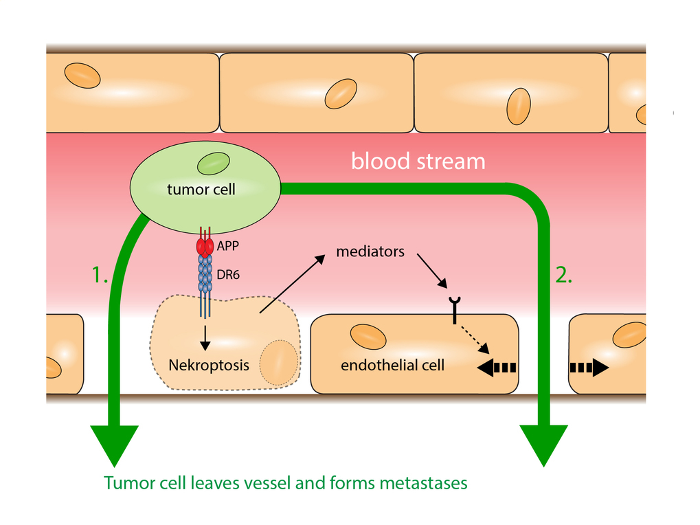 A diagram of the mechanism by which metastatic cancer cells exit blood vessels. (Image credit: MPI for Heart and Lung Research)