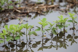 Mnet 124560 Floodedagfield