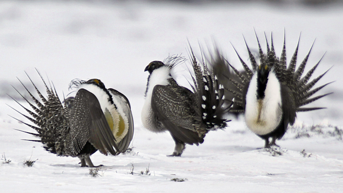 Mnet 124624 Sage Grouse Drilling Parr