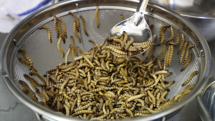 Mnet 124661 Ediblebugbig