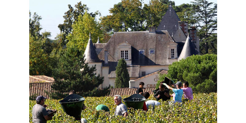This Monday, Oct. 7 , 2013, file photo shows workers collecting red grapes in the vineyards of the famed Chateau Haut Brion, a Premier Grand Cru des Graves, during the grape harvest in Pessac-Leognan, near Bordeaux, southwestern France. Floods, drought, frost and hail cut into world wine production this year from Europe to South America _ but experts say the quality of the 2016 vintage shouldn't unduly suffer. (AP Photo/Bob Edme, File)