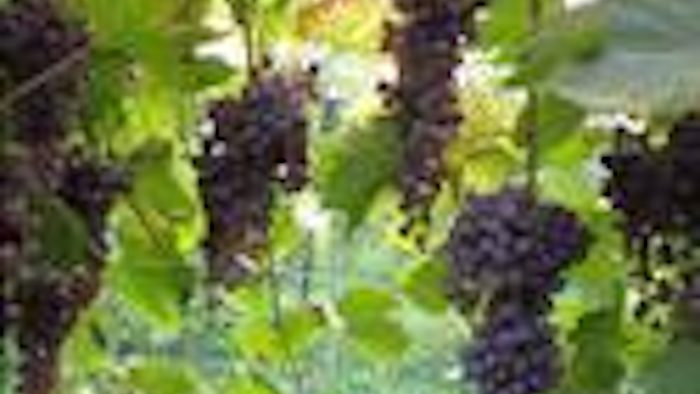 Mnet 91066 Dry Weather Vineyards Ap Tn