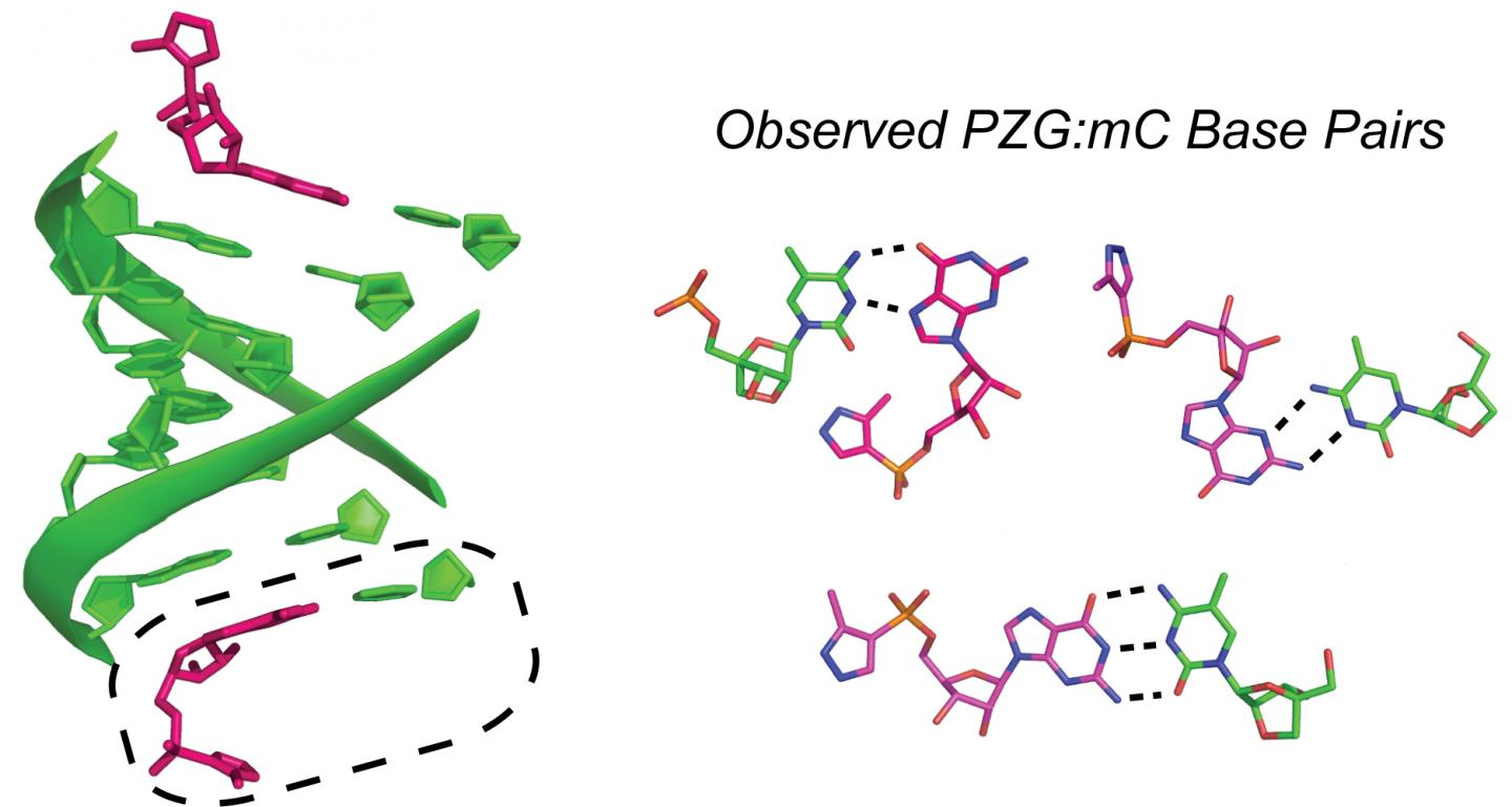 When a short piece of RNA (green) binds a nucleotide analogue (PZG, pink), three different binding modes are observed, suggesting canonical Watson-Crick is not the only possible mode of RNA self-recognition.