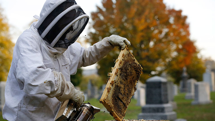 Mnet 152654 Cemetery Beekeepers Hero