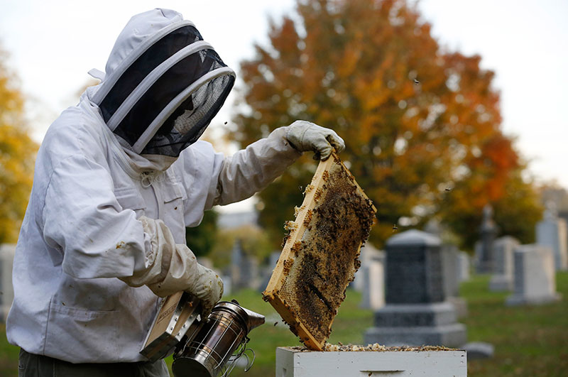 In this Nov. 2, 2016 photo, beekeeper Davin Larson gently uses a smoker to calm bees after opening one of his hives for inspection at Brooklyn's Green-Wood cemetery, a national historic landmark, in New York. Larson, who has worked around bees since he was youngster, maintains six hives at the cemetery. While attending a classical music concert at the Green-Wood's central chapel last year, Larson realized the 478-acre cemetery would be a perfect place to keep bees because of it's ponds, plentiful flowering plants and trees and 24-hour security. 'I was concerned people who have relatives buried here would object, but they've been nothing but supportive,' Larson said. (AP Photo/Kathy Willens)