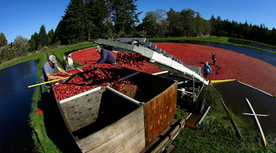 Mnet 152814 Cranberry Listing8
