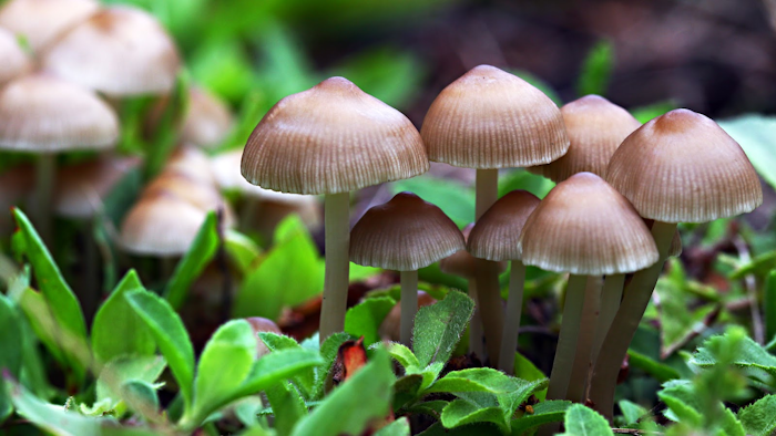 Mnet 124862 Magicmushrooms