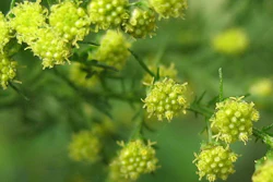 Mnet 124863 Plantchem
