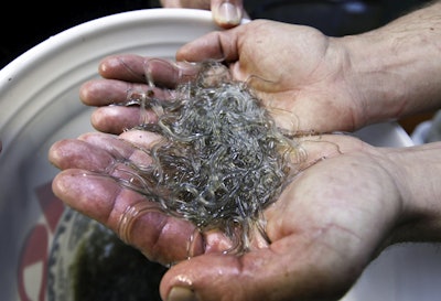 In this Friday, March 24, 2012, file photo, a man holds elvers, young, translucent eels, in Portland, Maine. (AP Photo/Robert F. Bukaty, File)