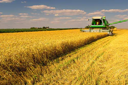 Mnet 152967 Ag Wheat Listing Image