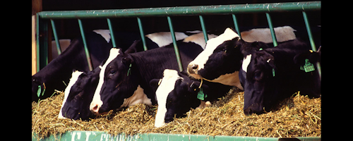 Mnet 174065 Dairy Cows
