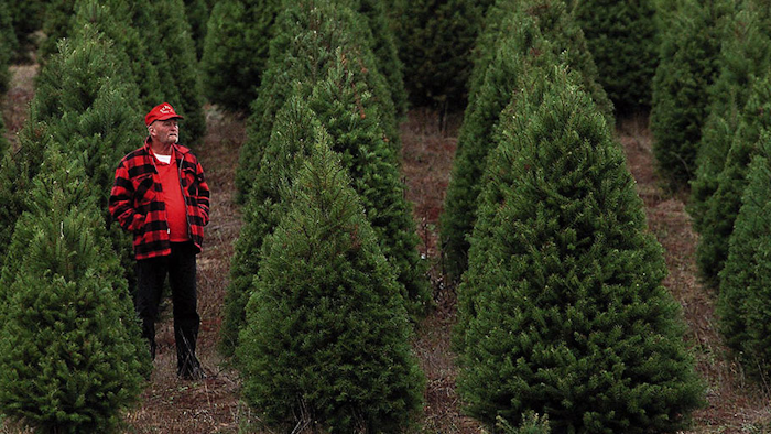 Mnet 192593 Christmas Trees Ap