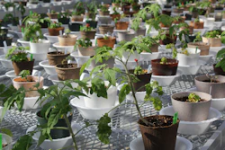 Mnet 125061 Bioplasticpots