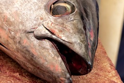 Mnet 153124 Fish Head 1280x512 002