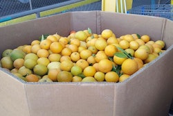 Mnet 153244 Citrus Greening