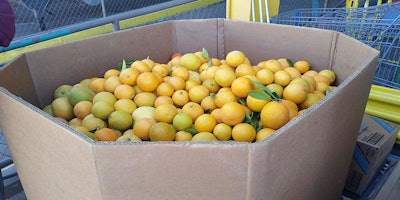 Mnet 153244 Citrus Greening