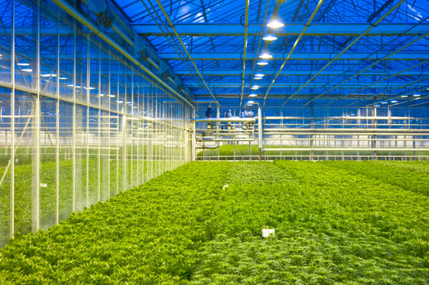 Organicaworld Breaks Ground To Build 2 Additional 8 Acre Hydroponic Greenhouse Facilities Manufacturing Net