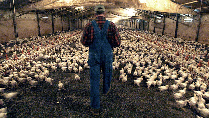 Mnet 153411 Chicken Farmers Lawsu Minn 2 Hero