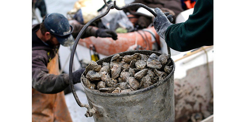 Mnet 153415 Oysters Listing Image