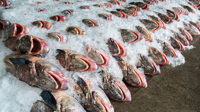 Mnet 153457 Fish 800x400