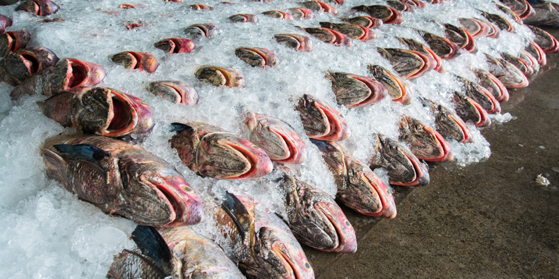 Mnet 153458 Fish 800x400