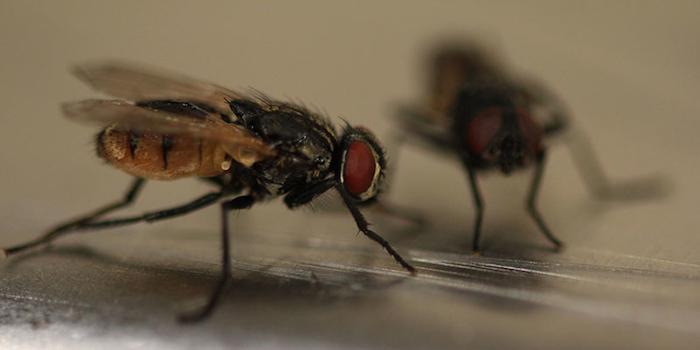 How To Keep Filthy Flies And Cockroaches Out Of Your Facility