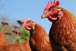 Mnet 174337 Chickens Web