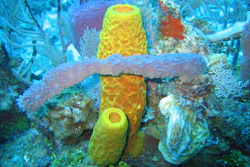 Mnet 125358 Tropicalsponge