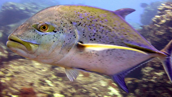 Mnet 153682 Overfishing Listing Image