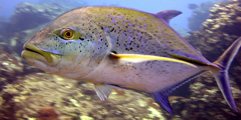In this 2016 photo provided by NOAA, a bluefin trevally swims on a reef off Hawaii's island of Kahoolawe. U.S. officials say the first-ever assessment of Hawaii's reef fish shows that 11 of 27 species are experiencing some level of overfishing. Researchers with the National Oceanic and Atmospheric Administration's Pacific Islands Fisheries Science Center announced in a statement Monday, March 6, 2017 that 11 species including ulua, five surgeonfishes, two goatfishes, and three parrotfishes are being overfished. (Jeanette Clark/NOAA Fisheries via AP)