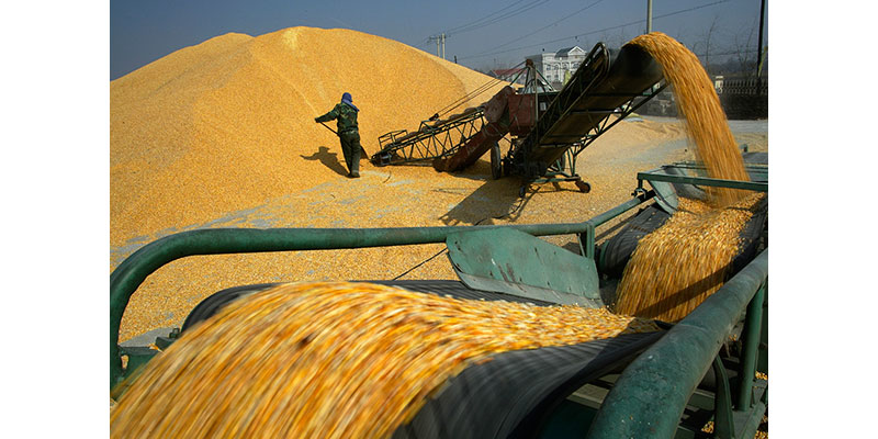 In this Saturday, March 8, 2008 photo, a worker shovels corn grains at a warehouse in Shenyang in northeast China's Liaoning province. An American business group appealed to China on Tuesday, March 21, 2017 to ease import restrictions on agricultural goods including genetically modified seeds and other biotechnology, highlighting complaints Beijing blocks market access despite its vocal support for free trade. (Chinatopix via AP)