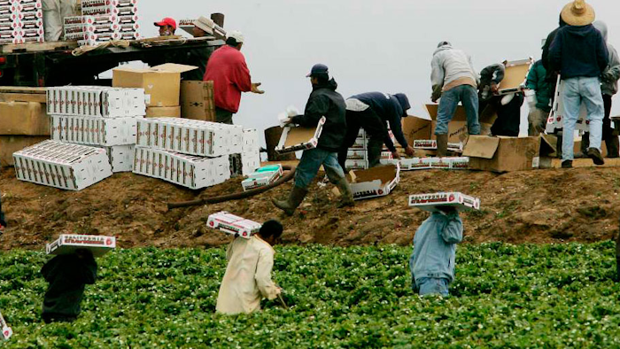 Mnet 192866 Immigrant Workers Ap
