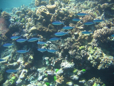 Mnet 125365 Tropicalfish