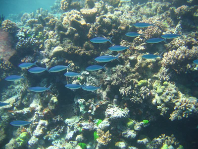 Mnet 125365 Tropicalfish