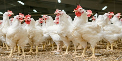 Mnet 154013 Poultrylistingimage