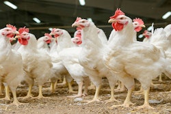 Mnet 154068 Poultrylistingimage 0