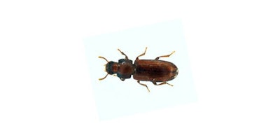 Mnet 154125 Stored Product Pests Listing Image