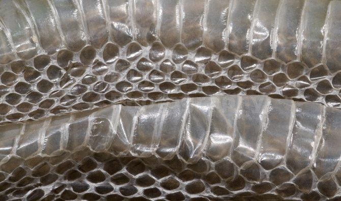 Mnet 125454 Snakeskin