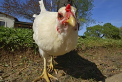 Mnet 125466 Chicken