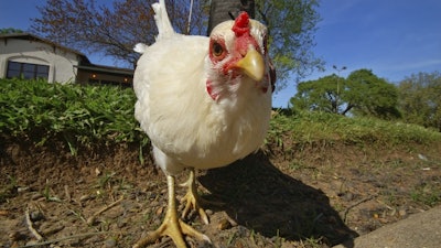 Mnet 125466 Chicken