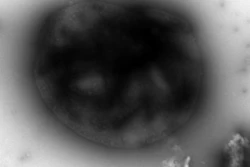 Transmission electron microscopy image from Thomas Wood's laboratory of their engineered M. acetivorans strain capturing methane.