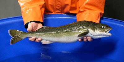 Mnet 154241 Sablefish Listing Image