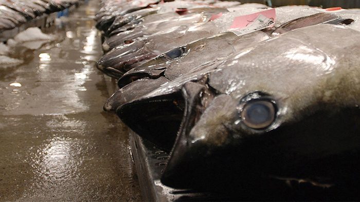Mnet 154293 Tuna Hero Image