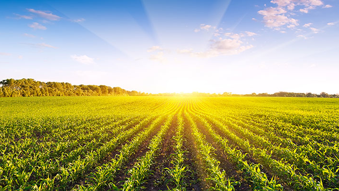 Mnet 154296 Cornfield Listing Image