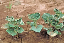 A cucumber plant reportedly damaged by dicamba drift. (University of Arkansas)