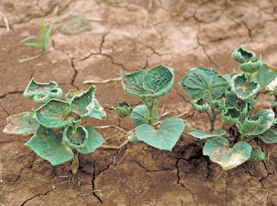 A cucumber plant reportedly damaged by dicamba drift. (University of Arkansas)