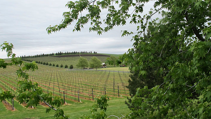 In this photo taken May 17, 2017, a vineyard adjacent to the Walla Walla Vintners winery is shown in Walla Walla, Wash. The remote southeastern Washington town of Walla Walla - which used to be best known for sweet onions and as home of the state penitentiary - has now reinvented itself into a center of premium wines and wine tourism. (AP Photo/Nicholas K. Geranios)
